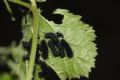 Saturnia (Eudia) pavoniella